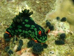 Taken in Tioman while waiting for friend to clear her ski... by Kieren Tan 